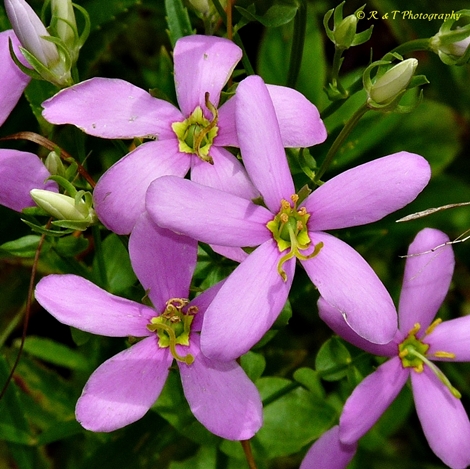 {Sabatia angularis}